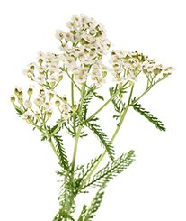 achilée millefeuille pour hydrolat